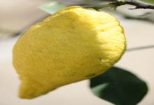 Pepite d'oro, frutti da poeti